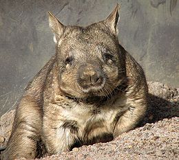 260px-wombat_11.jpg